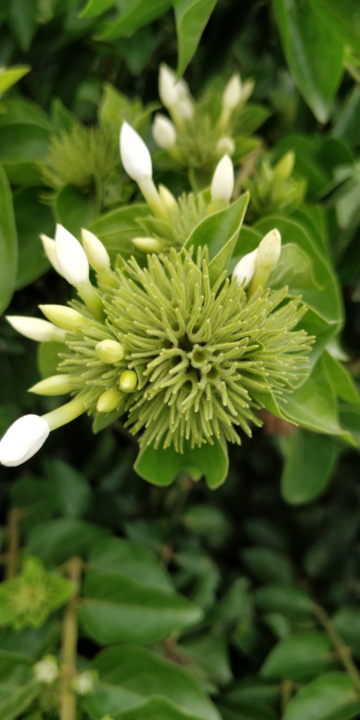 Green branched flowers