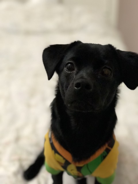 oreo