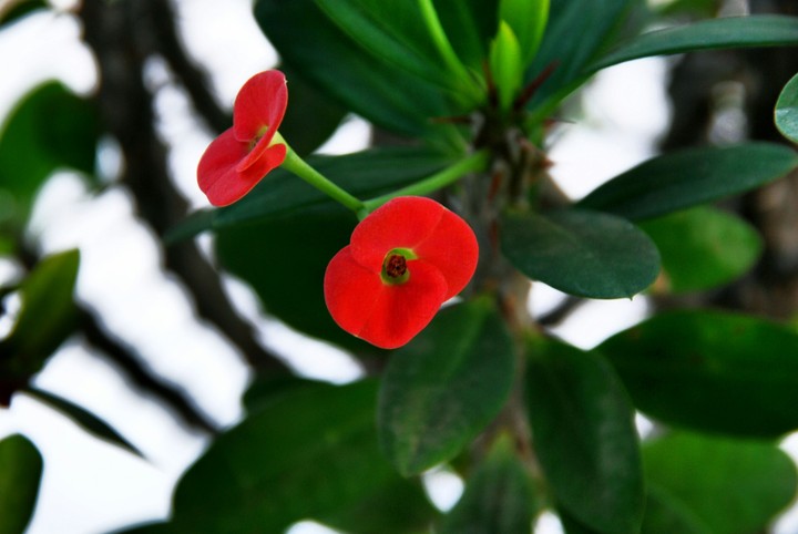 Tiny Flowers