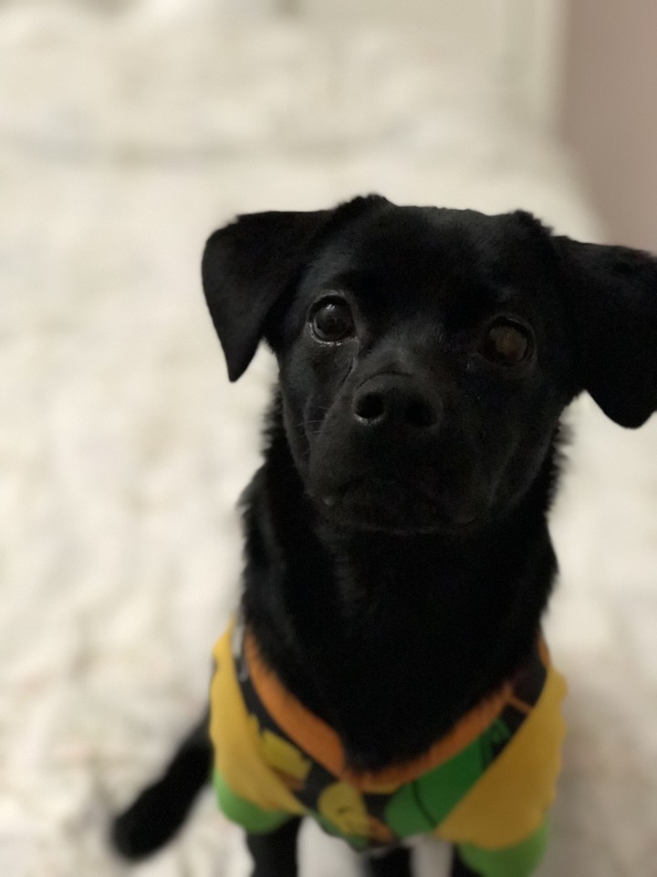 oreo