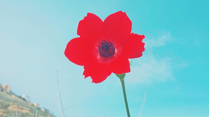 La fleur en or
