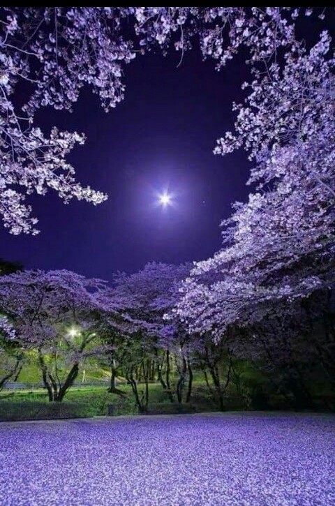 شب...