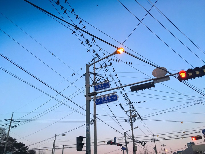 새들 crow on the elec line
