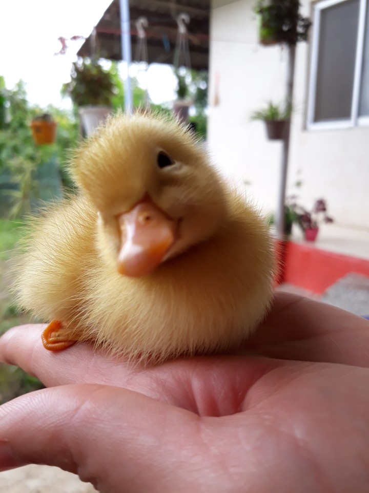 baby duck