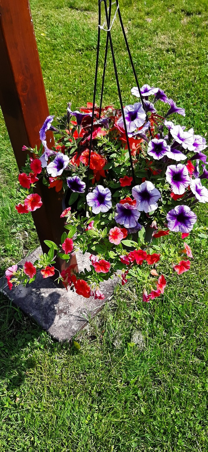 mes fleurs