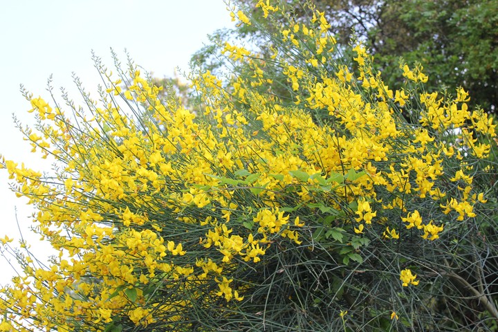 Yellow butterflies