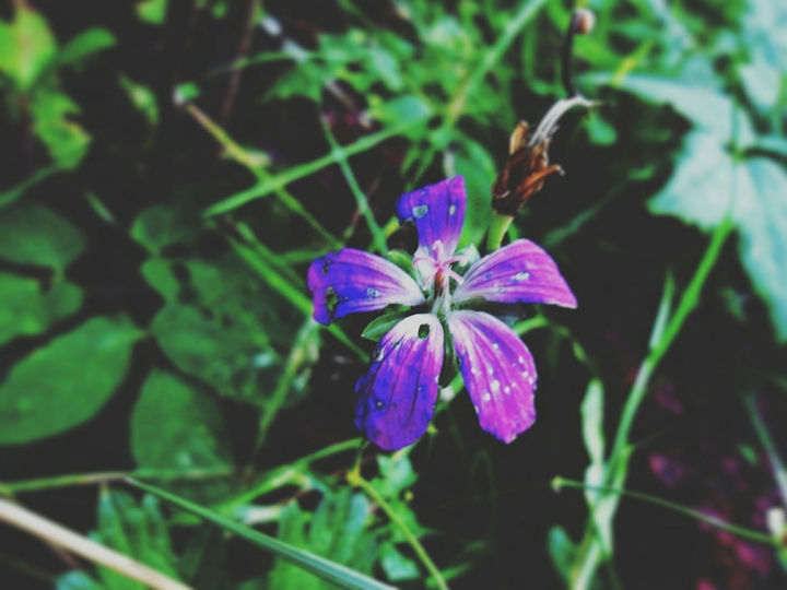 wildflowers