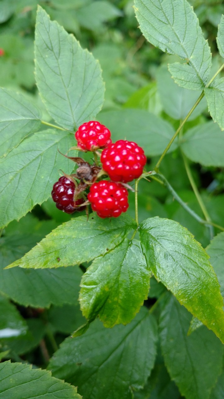Black Berries