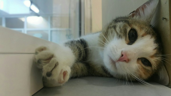 happy cat