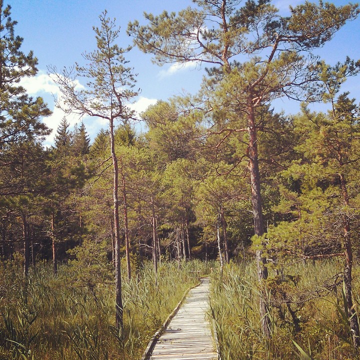 swamp