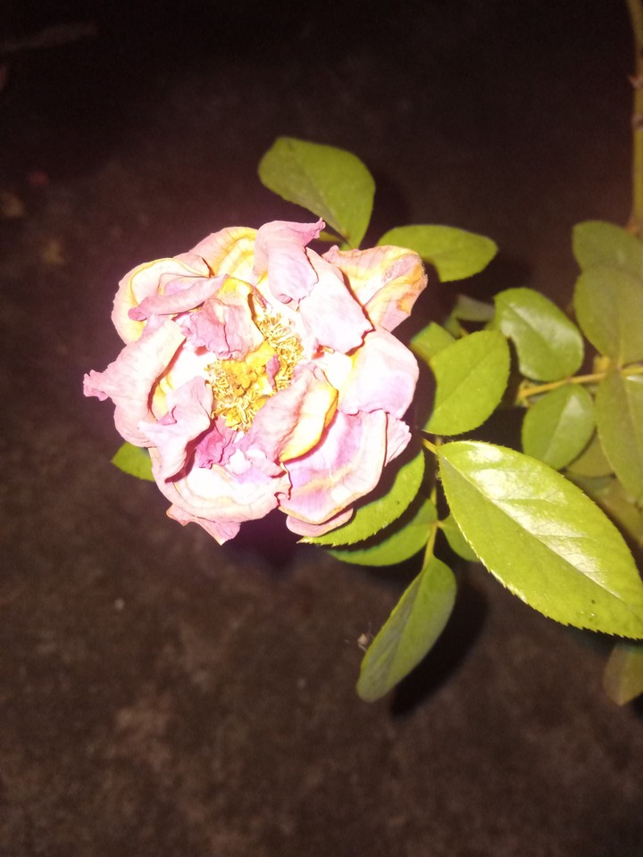 rose