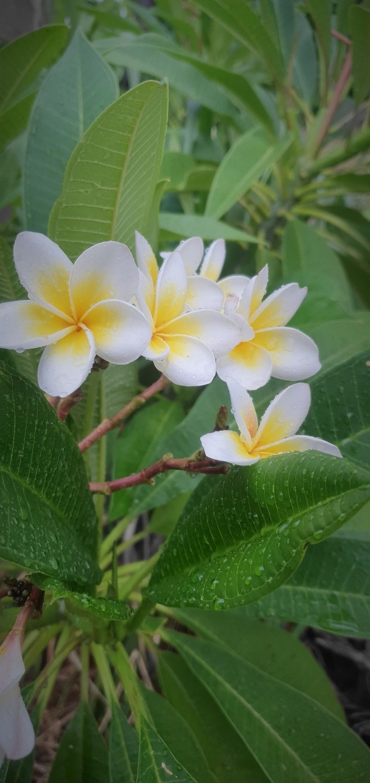 blossoms