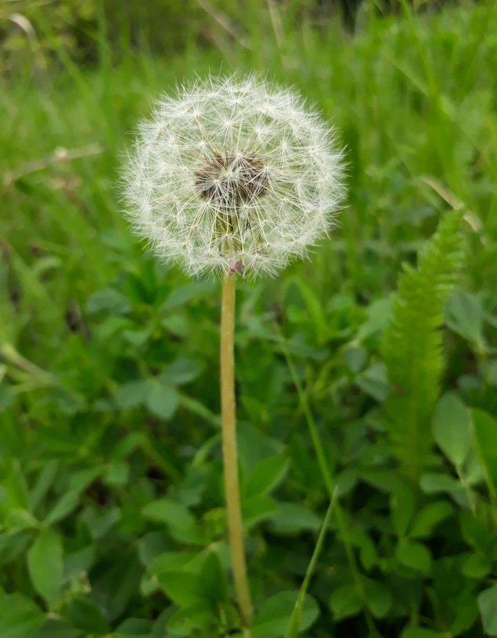 nature