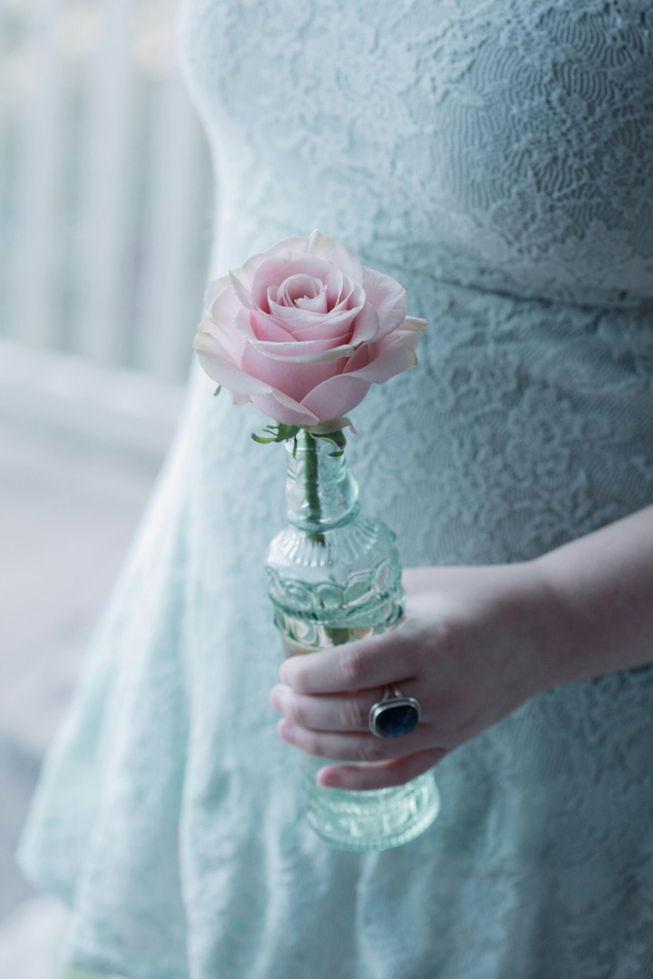 Pink rose