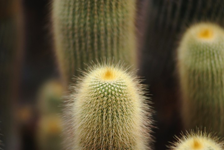 Cactus