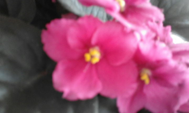 lovey flowers
