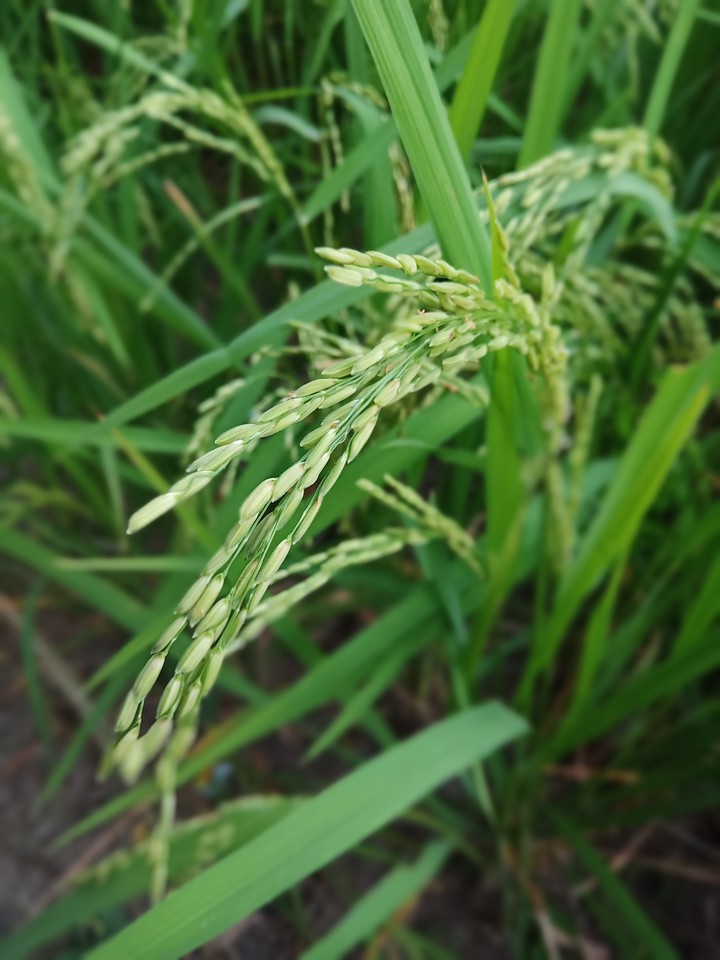 wheat
