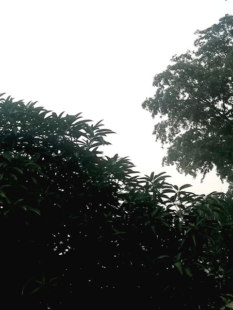 тапети landscape, branch