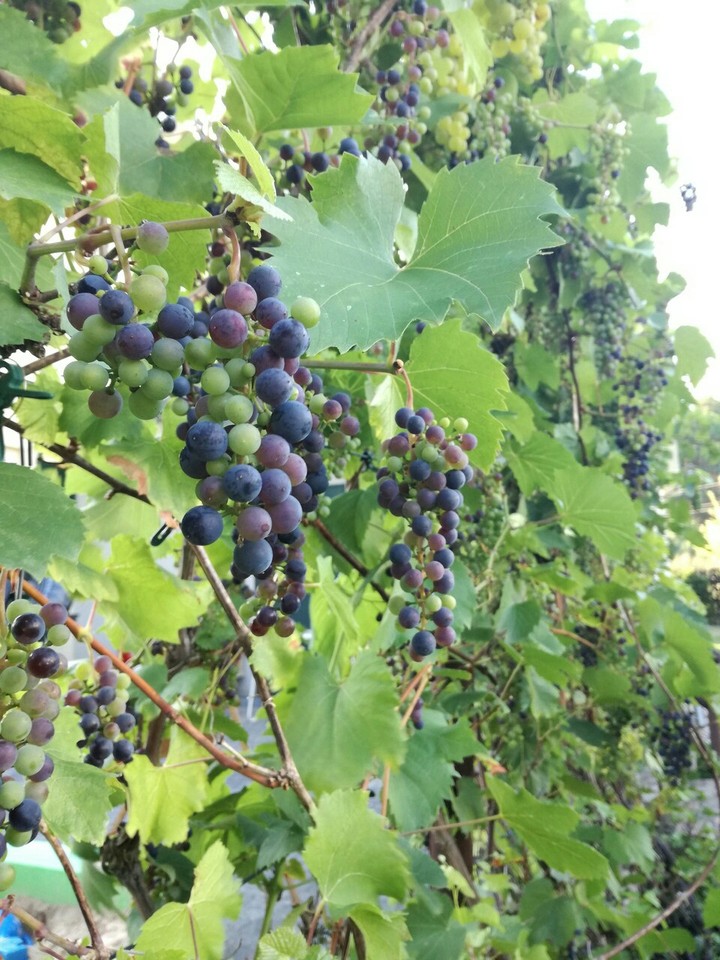 grapes