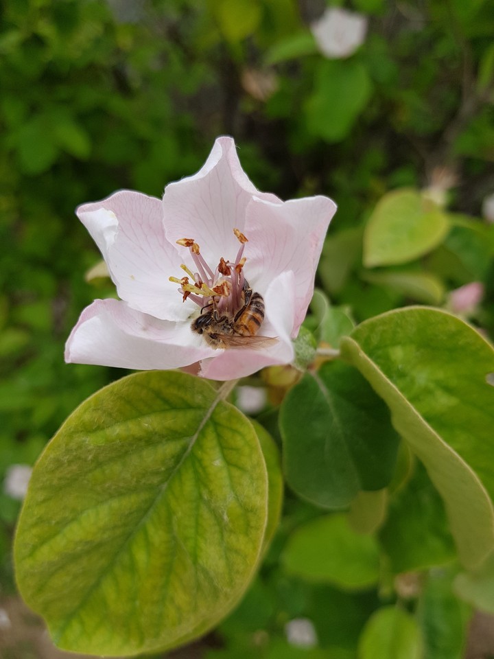 Quince bloom