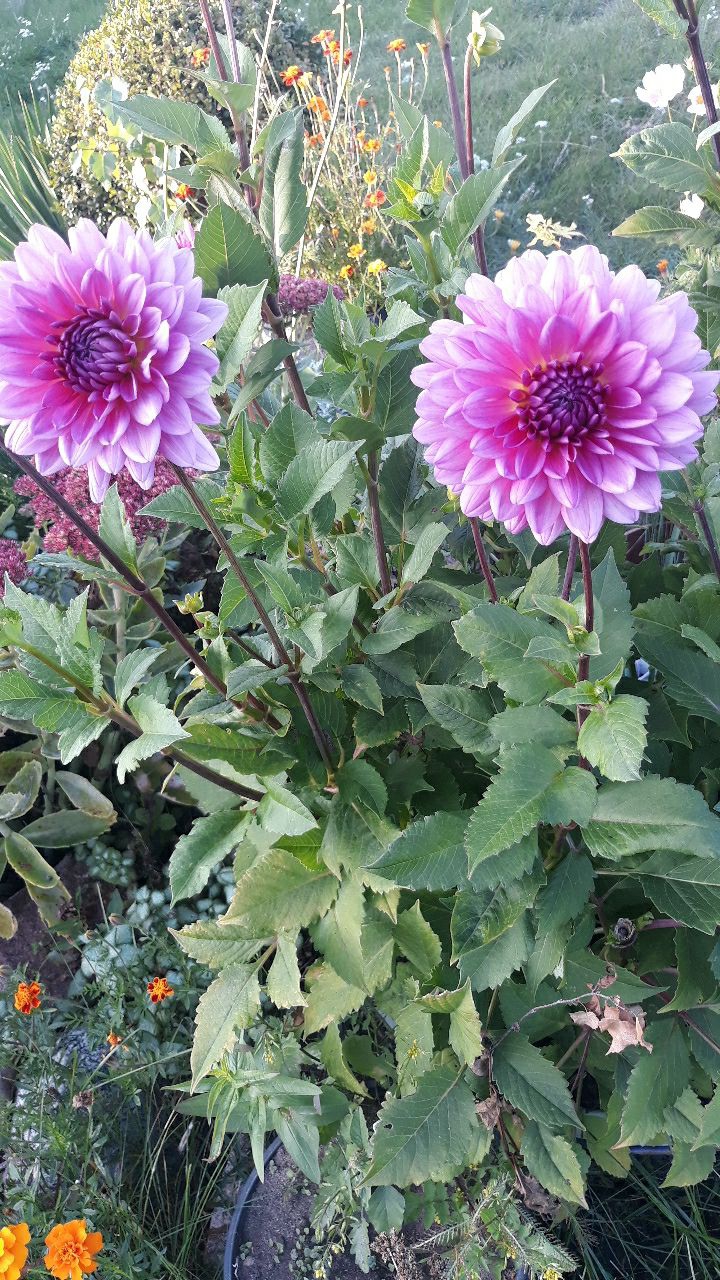 Nature