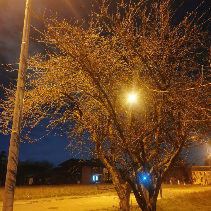Light among a tree