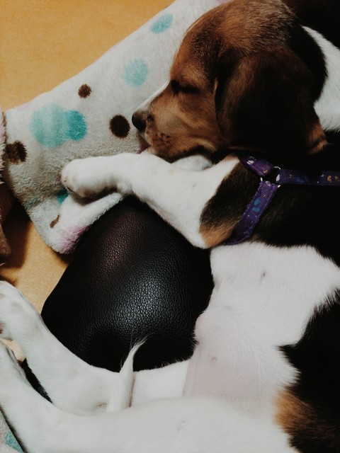 bonnie