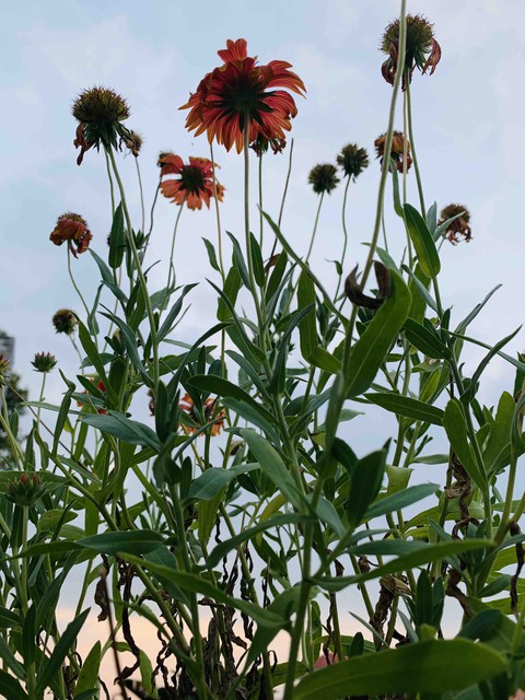 a bunch of flowers.. some withered and some fresh!!!