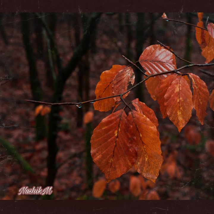 autumn in the  Netherlands