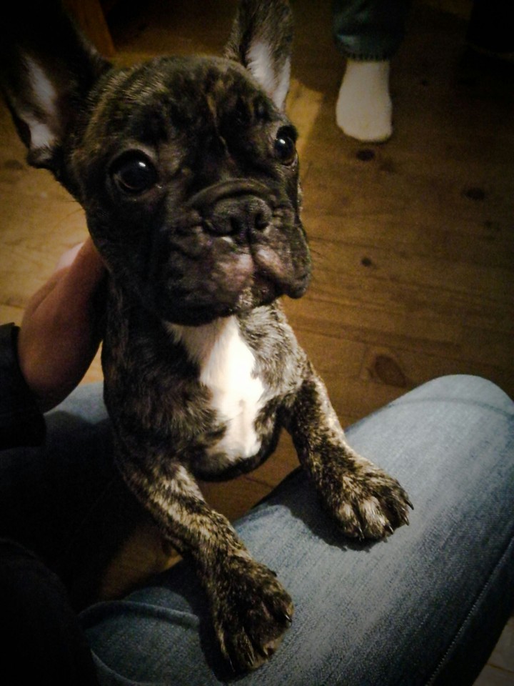 French Bulldog