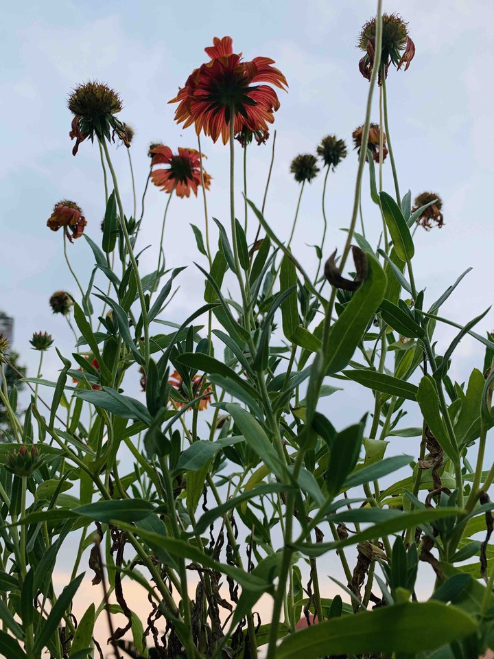 a bunch of flowers.. some withered and some fresh!!!