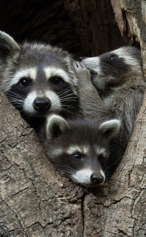 Wildlife