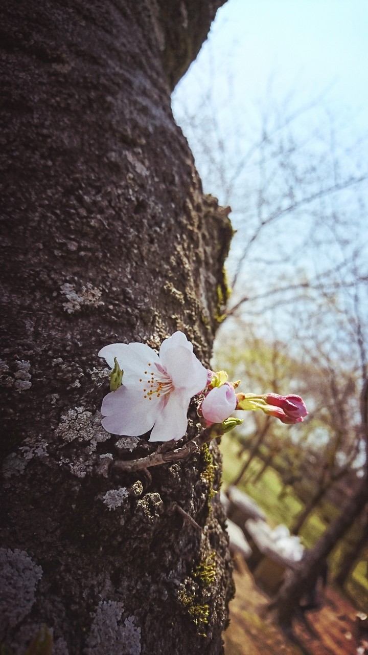 cherry blossom