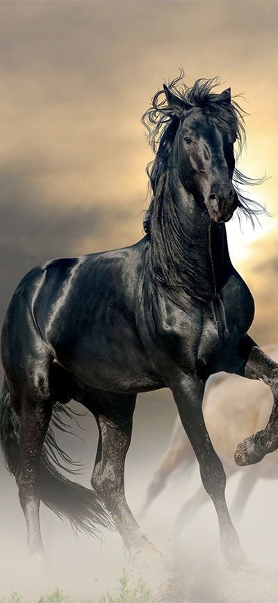 Black Horse