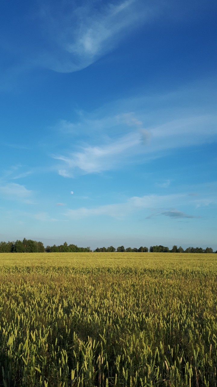 summer field