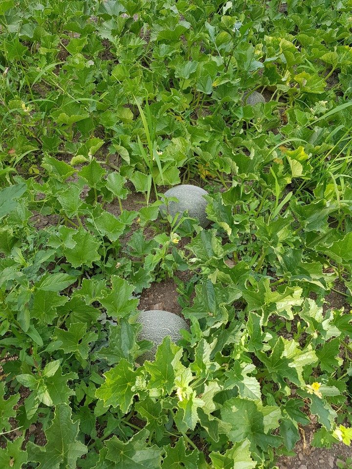 kavun