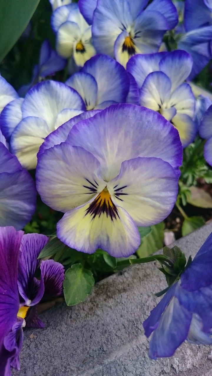 pansy (funny face)