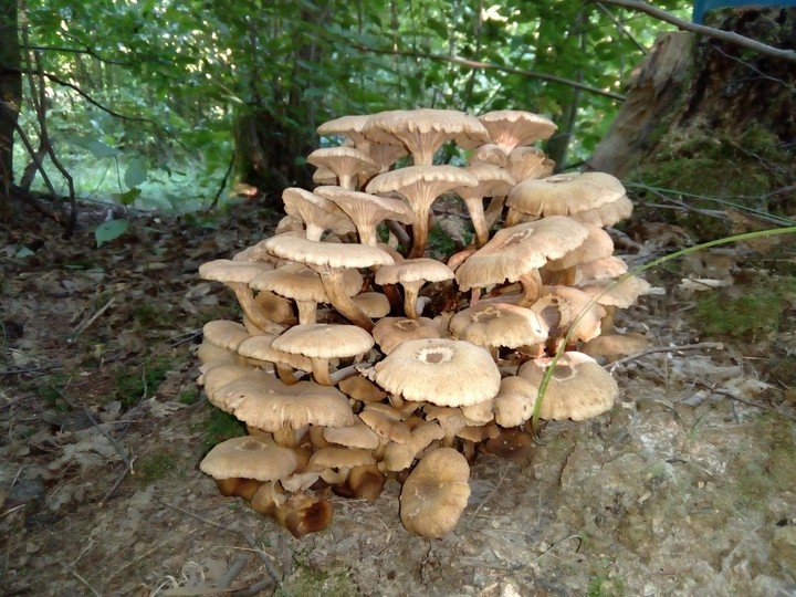 #nature