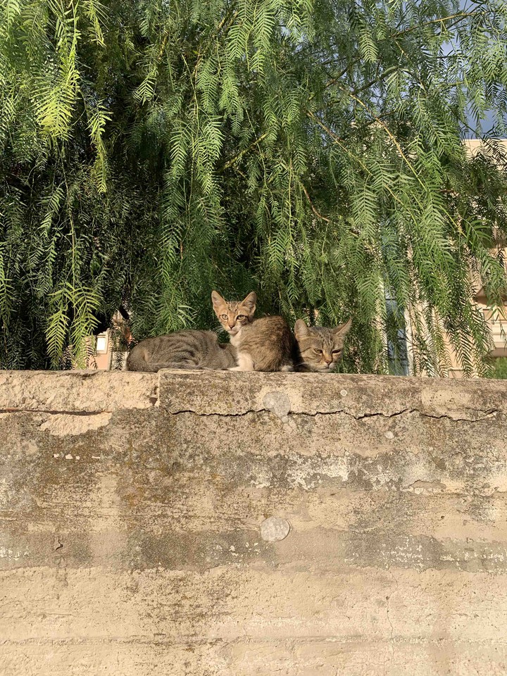 Bisceglie, Italy