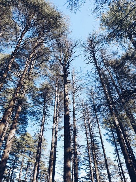 nature beauty