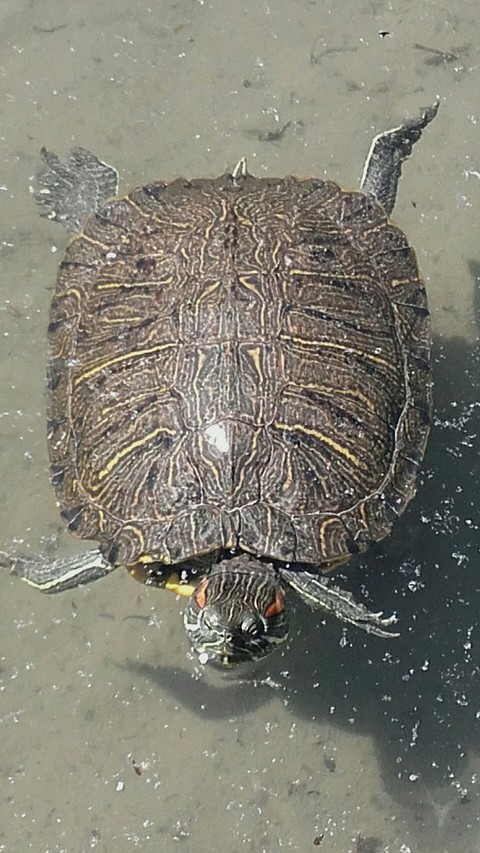 hình nền trachemys, turtle