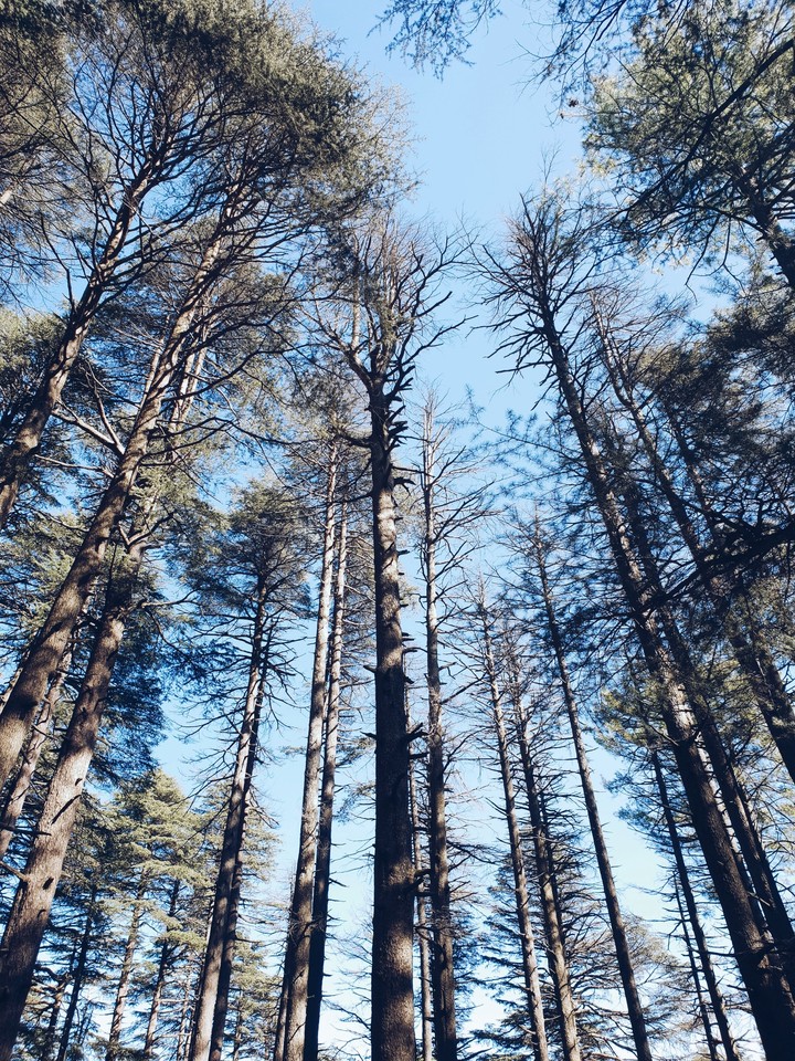 nature beauty