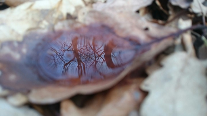 Water drop in a oak leaf