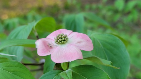 Flor con insecto