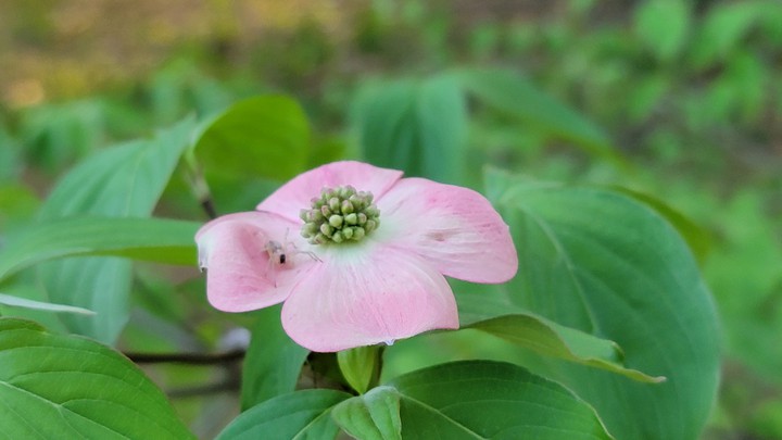 Flor con insecto