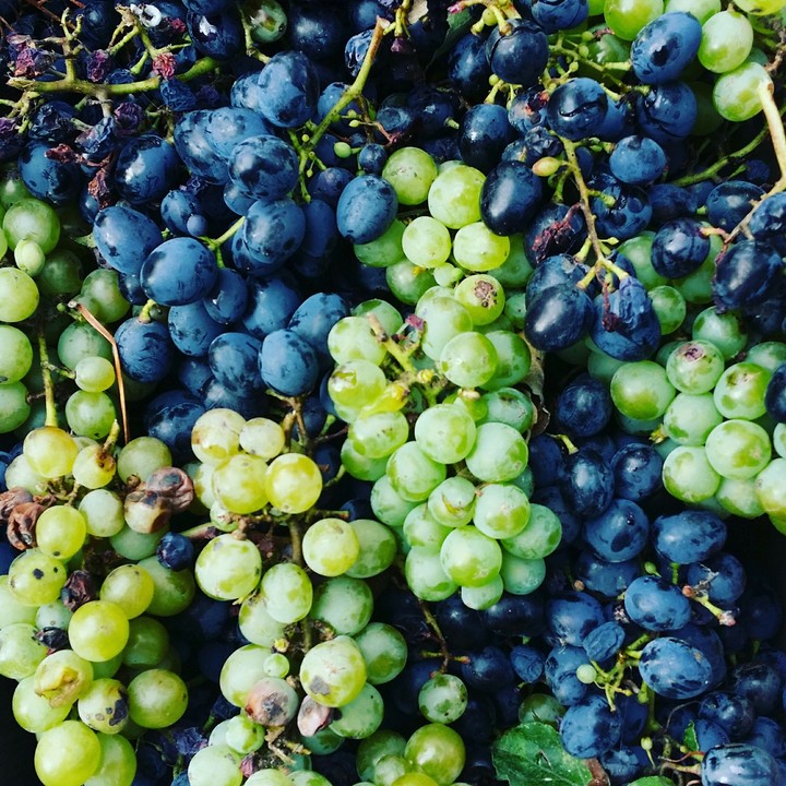 The sweet and fresh grape from my garden