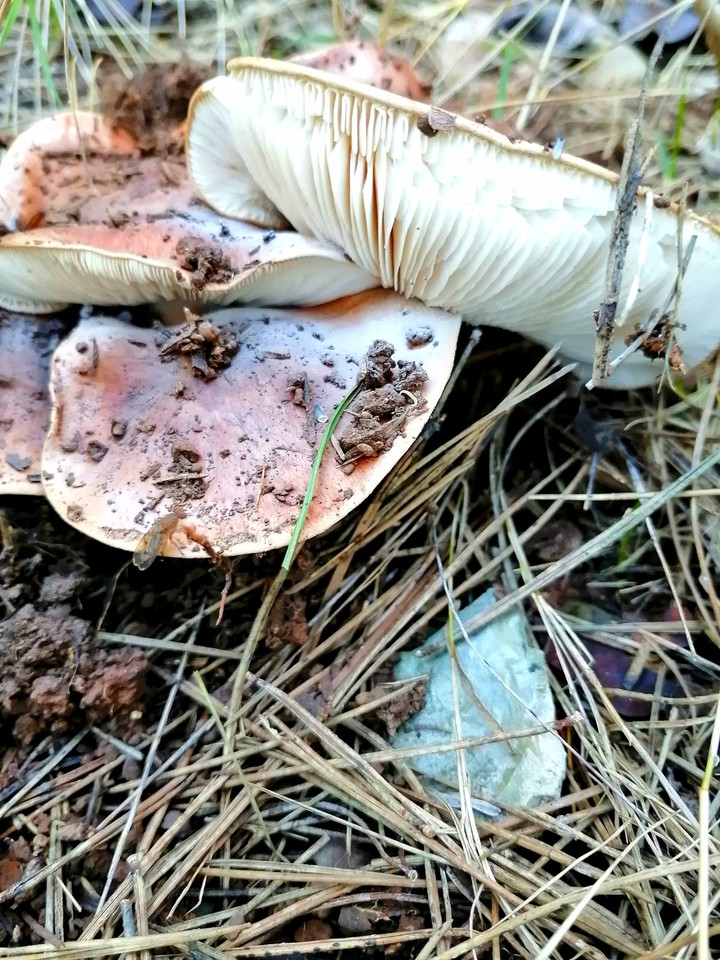 Mushrooms time