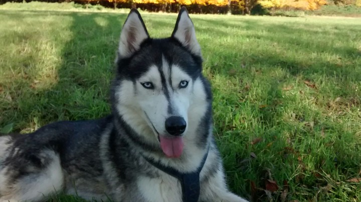 cute husky