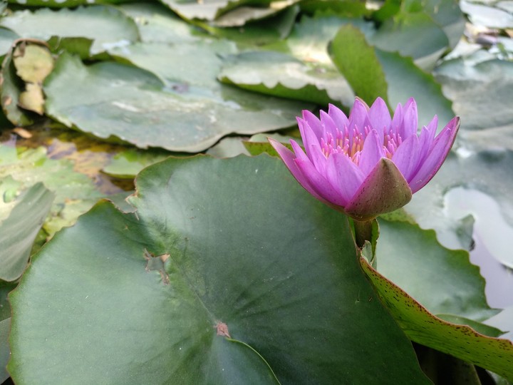 flower 1