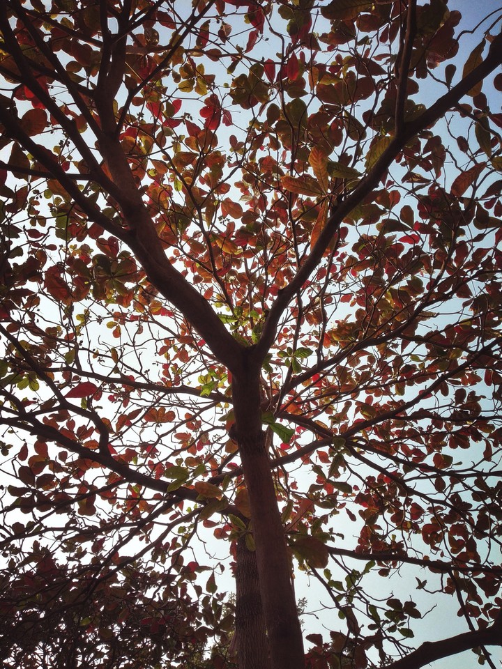 Lone Treeee